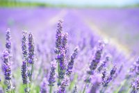 lavender-1595581_1280 © @pixabay