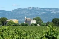 P&eacute;lican &agrave; Gignac &copy;Thillaye du Boullay