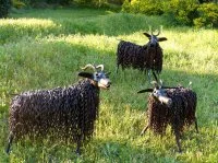 Ch&egrave;vres au pr&eacute; &copy; Annick Ducrot
