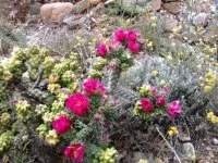 jardindebezombes &copy; jardin de bezombes